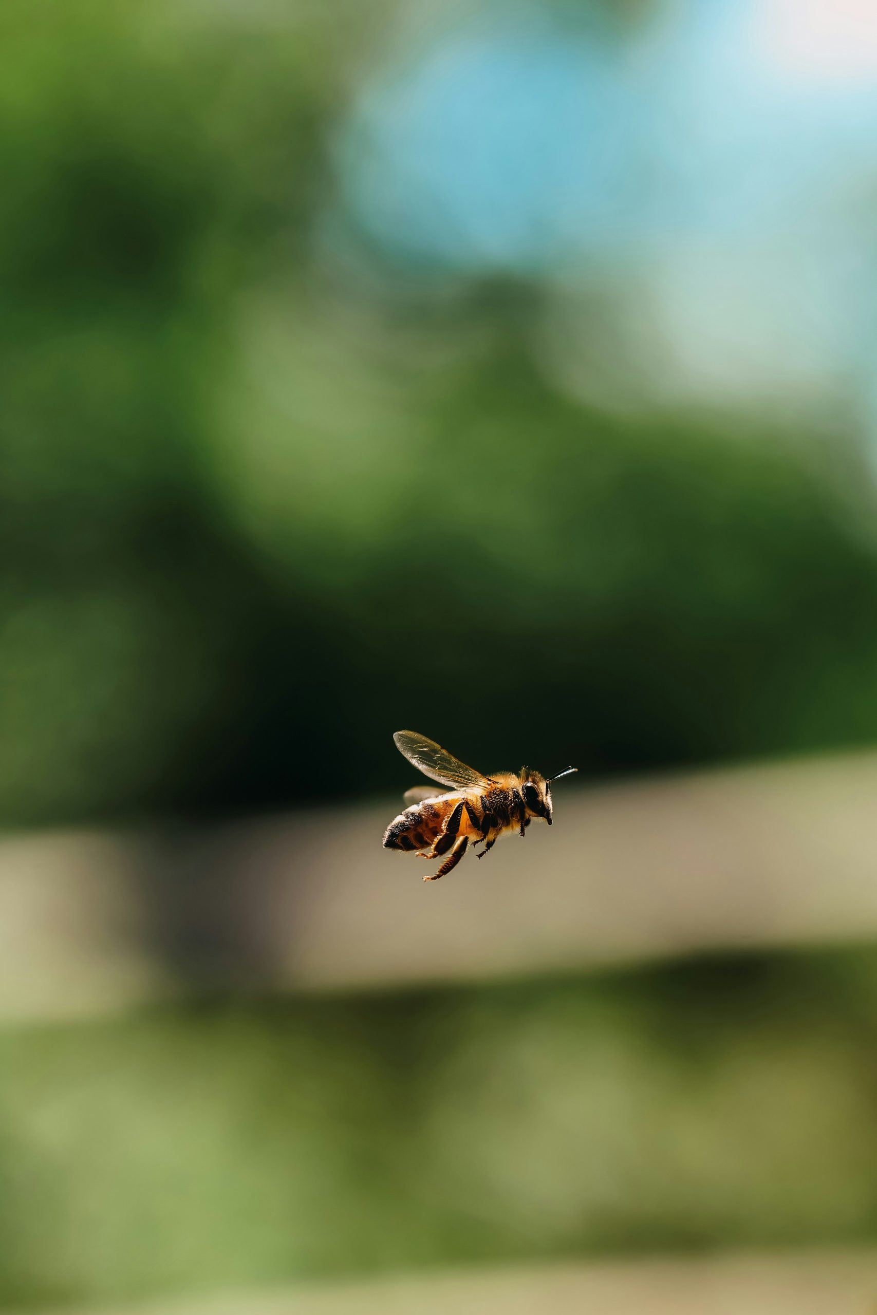 Ape in volo per la produzione di miele artigianale a Rimini